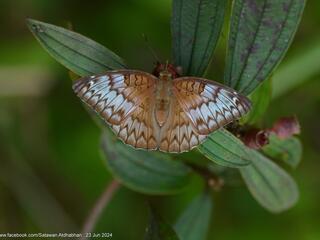 Euthalia kanda marana