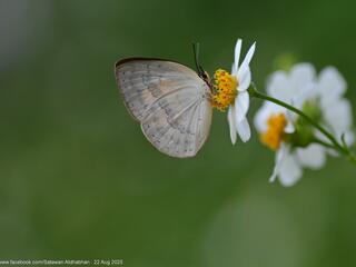 Curetis regula