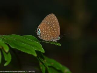 Arhopala democritus lycaenaria