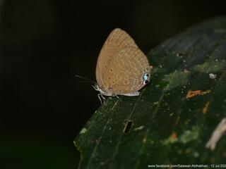 Arhopala epimuta epiala