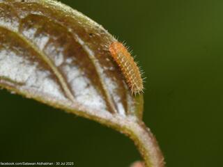 Curetis regula : Regular Sunbeam / ผีเสื้อสีหมากสุกลายโค้ง