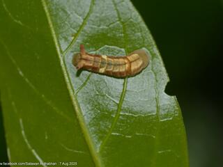 Curetis regula : Regular Sunbeam / ผีเสื้อสีหมากสุกลายโค้ง