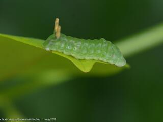 Curetis regula : Regular Sunbeam / ผีเสื้อสีหมากสุกลายโค้ง