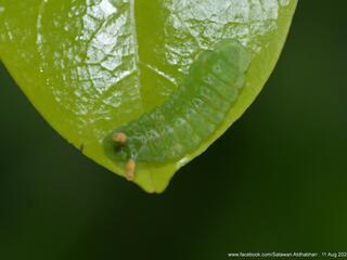 Curetis regula : Regular Sunbeam / ผีเสื้อสีหมากสุกลายโค้ง
