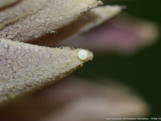 Drupadia cinesoides