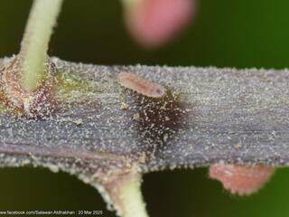 Drupadia cinesoides