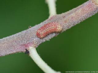 Drupadia cinesoides