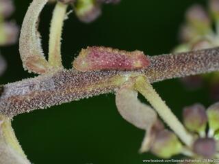 Drupadia cinesoides