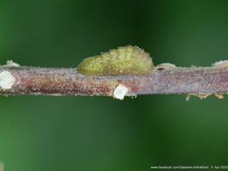 Drupadia cinesoides