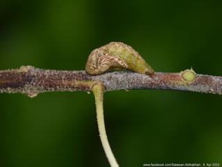 Drupadia cinesoides