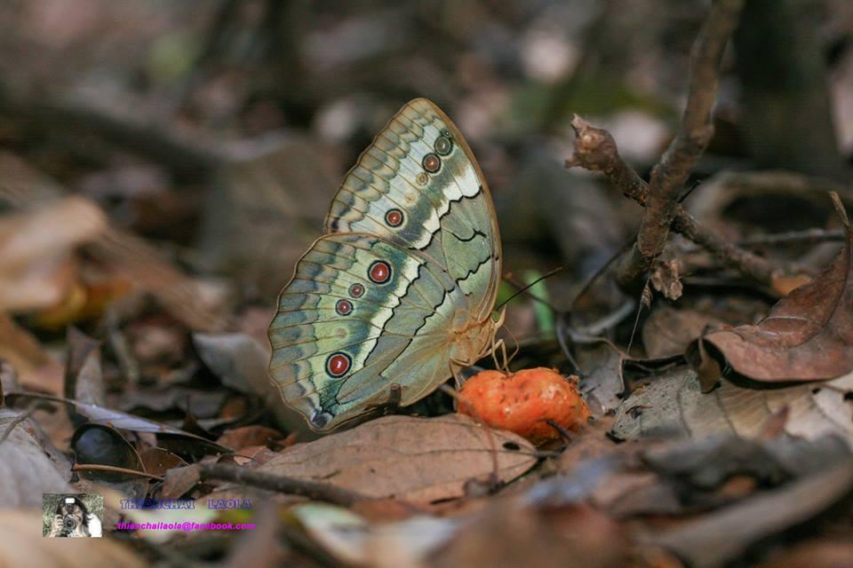 Stichophthalma louisa siamensis : Siamese Junglequeen (ผีเสื้อนางพญาสยาม)