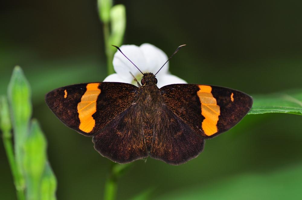 Celaenorrhinus cameroni N/A (N/A)