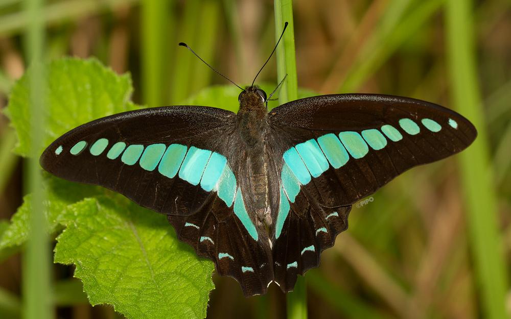 Graphium sarpedon sarpedon : Common Bluebottle (ผีเสื้อสะพายฟ้า)