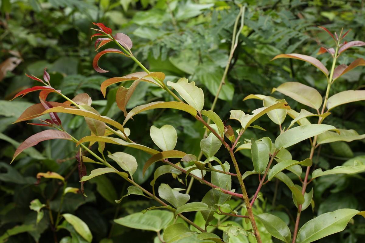 Lexias pardalis jadeitina : Common Archduke / ผีเสื้ออ๊าชดุ๊คธรรมดา