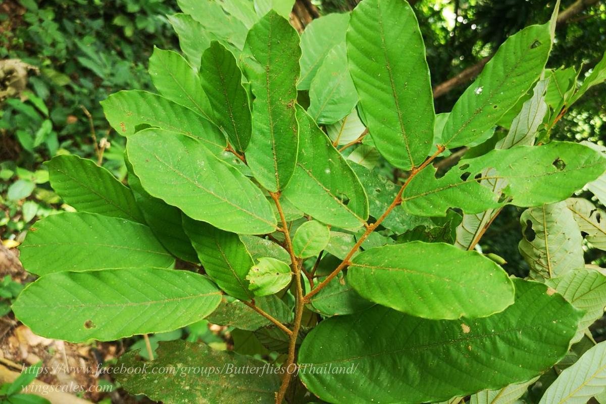 Prothoe franck uniformis : Blue Begum / ผีเสื้อเจ้าหญิงสีฟ้า