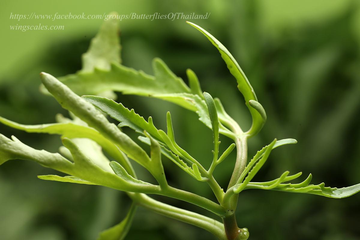 Talicada nyseus macbethi : Common Red Pierrot / ผีเสื้อกามเทพแดงธรรมดา