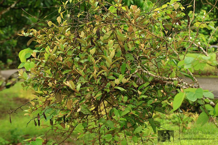 Euthalia lubentina lubentina : Common Gaudy Baron / ผีเสื้อบารอนเขียวแดงธรรมดา