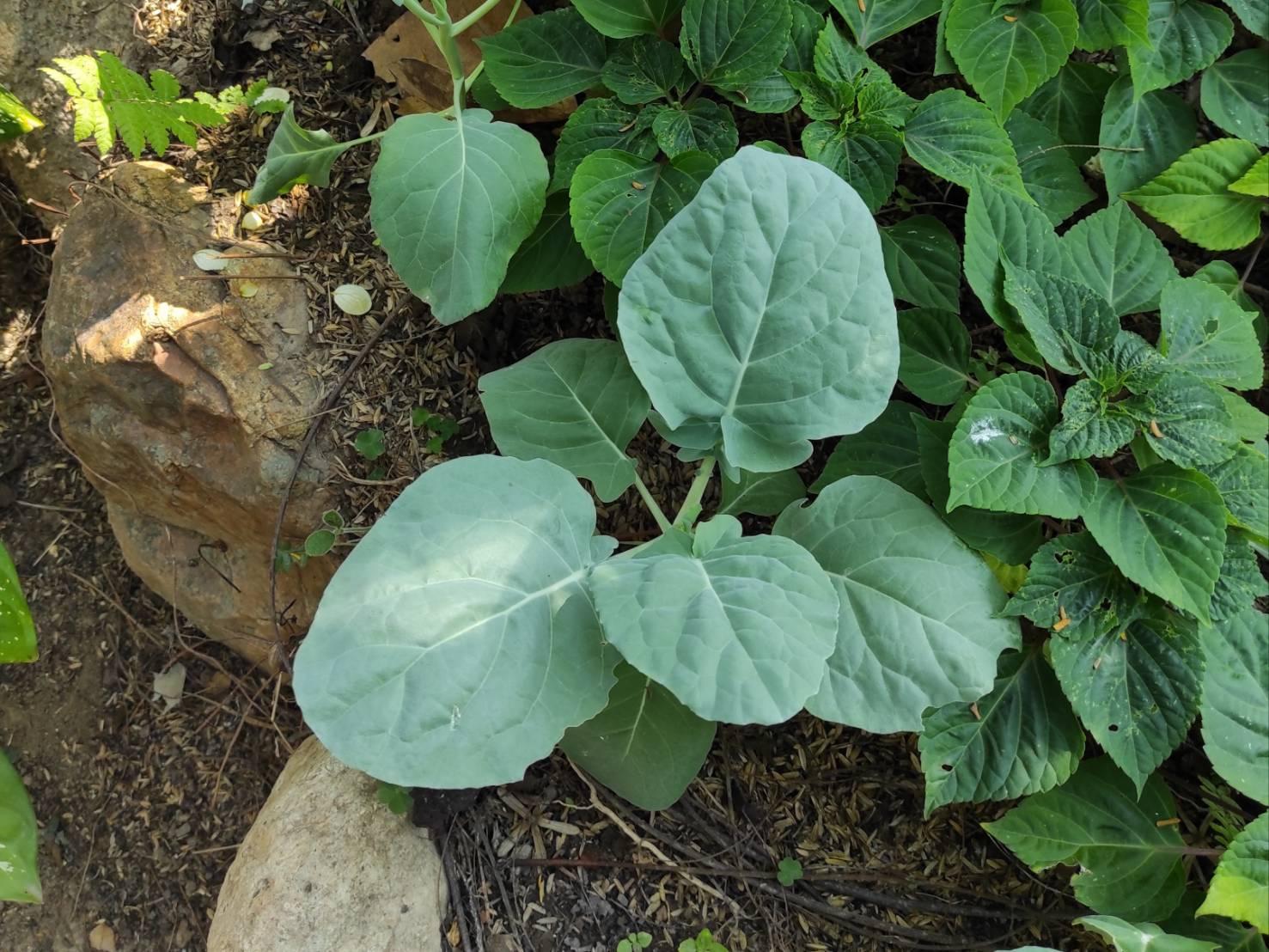 Pieris canidia canidia : Indian Cabbage White / ผีเสื้อหนอนกะหล่ำอินเดีย