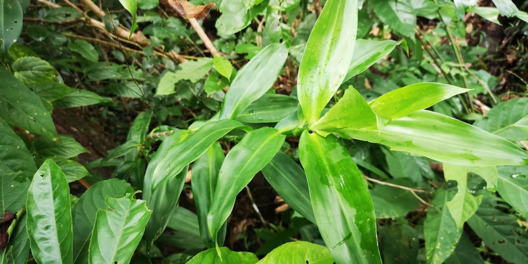 Pirdana hyela rudolphii : Green-striped Palmer / ผีเสื้อปาล์มลายเขียว