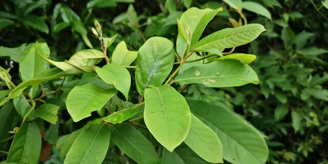 Graphium sarpedon luctatius