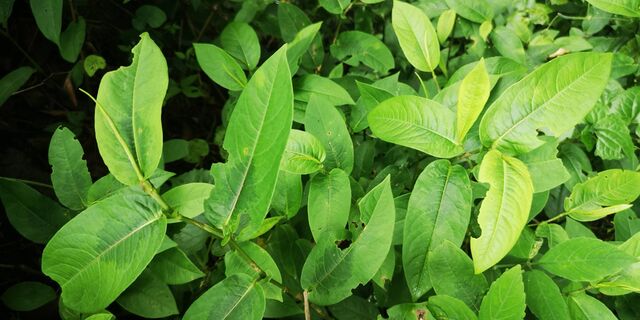 Heliophorus epicles latilimbata