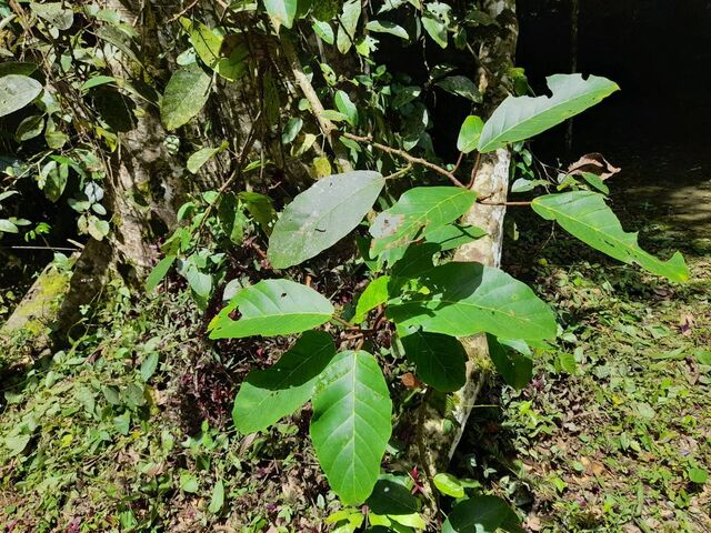 Neptis harita preeyai