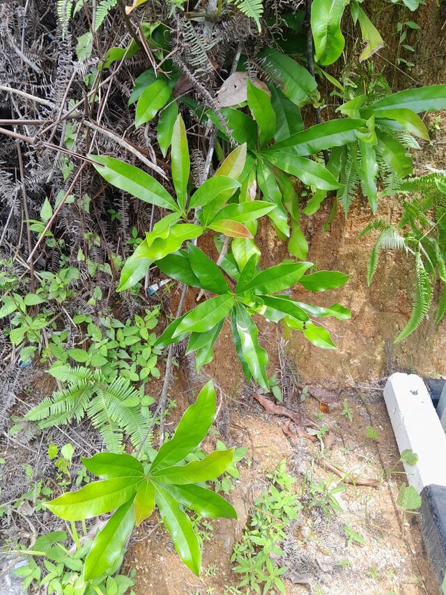 Thamala marciana ssp.