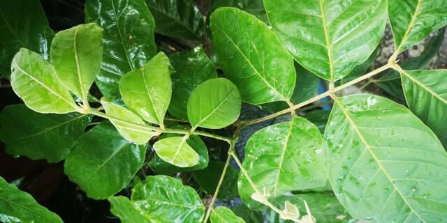 Araotes lapithis lapithis