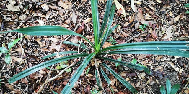 Unkana ambasa attina