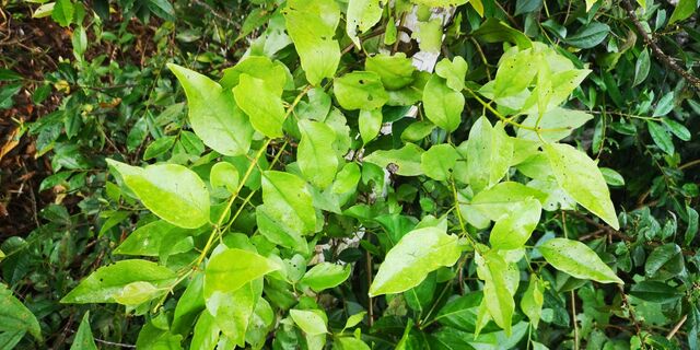 Tajuria ister tussis