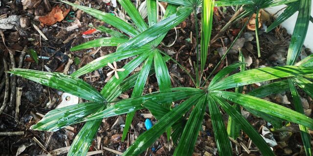 Elymnias hypermnestra violetta