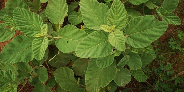 Spialia galba chenga