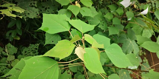 Mooreana trichoneura pralaya