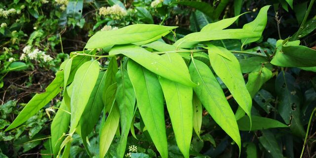 Arhopala eumolphus eumolphus