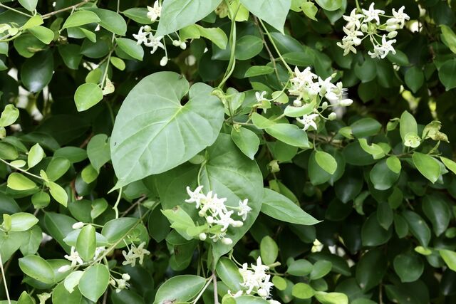 Danaus genutia genutia