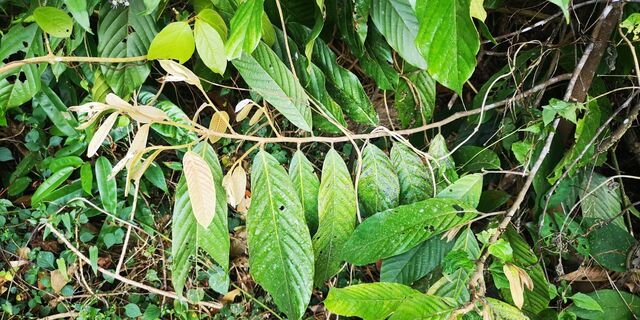 Graphium agamemnon agamemnon