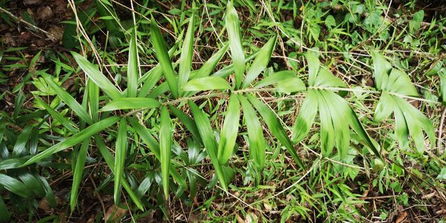 Gangara thyrsis thyrsis