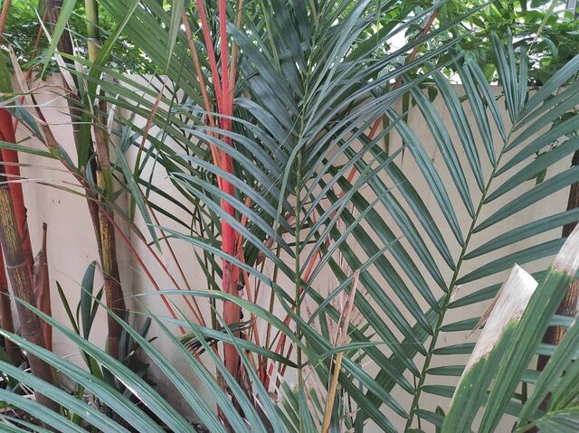 Elymnias hypermnestra tinctoria