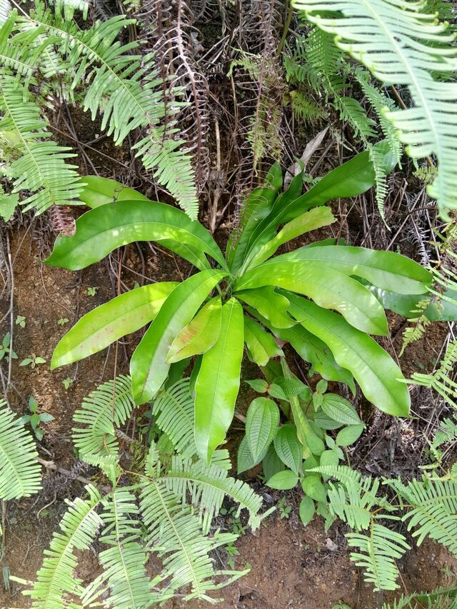 Thamala marciana ssp.