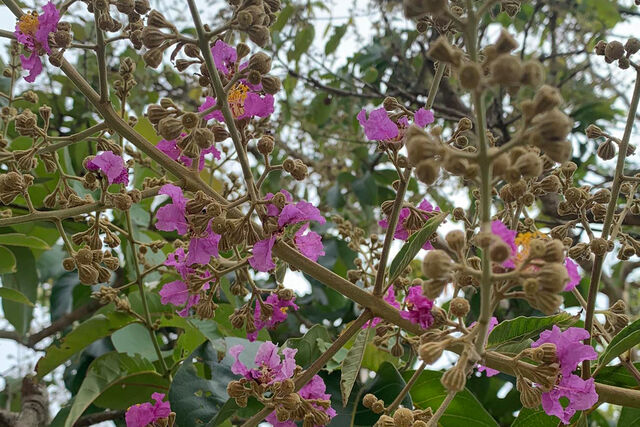 Rapala manea schistacea