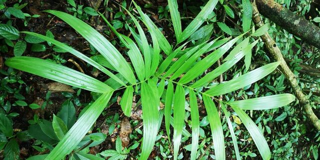 Pyroneura latoia latoia