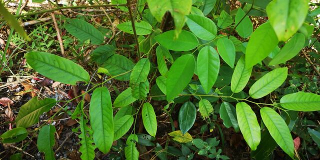 Simiskina phalia potina