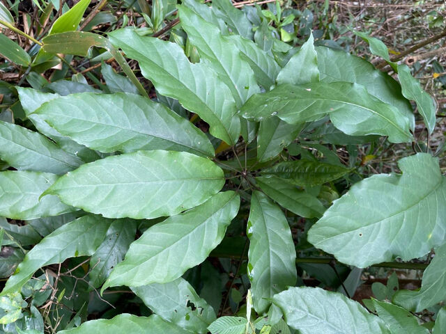 Burara gomata gomata