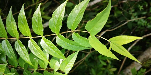 Limenitis dudu secius