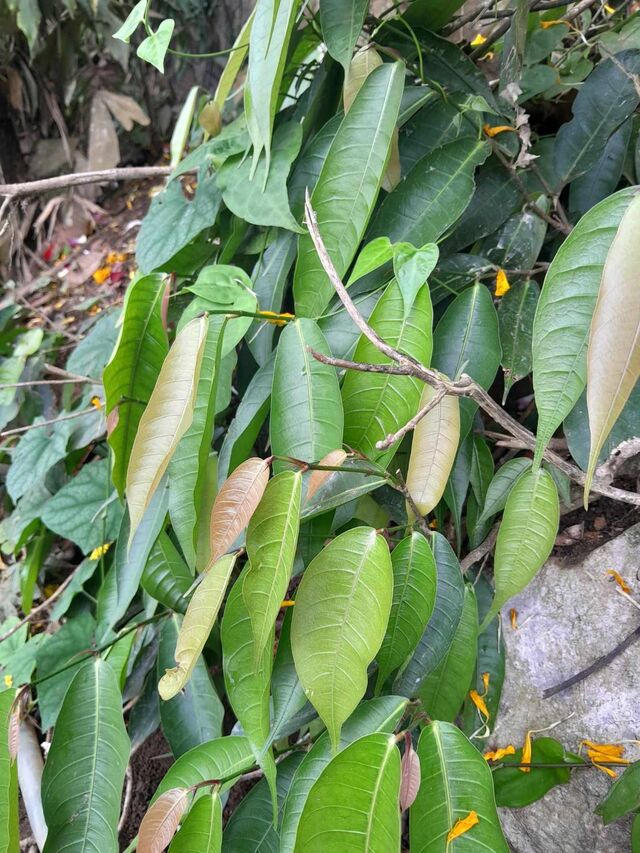 Iraota distanti distanti