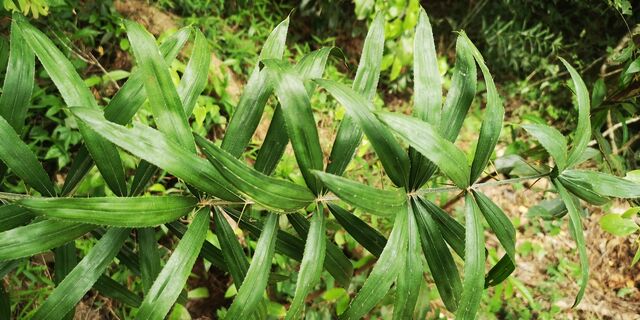 Gangara thyrsis thyrsis