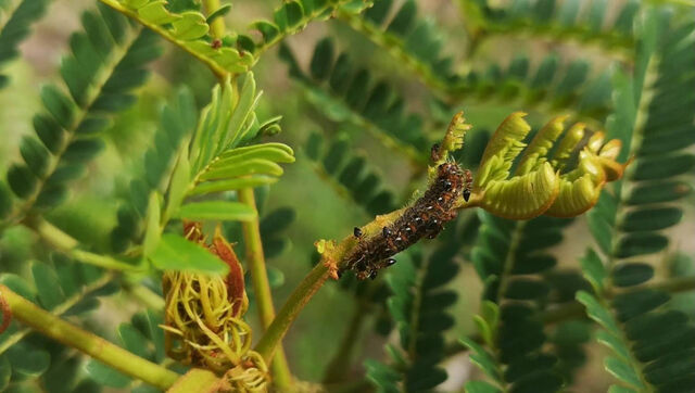 Spindasis lohita himalayanus