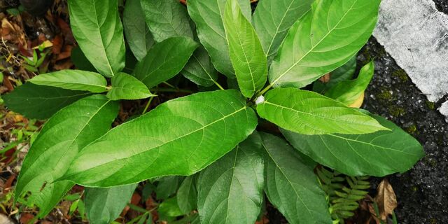 Chersonesia risa risa