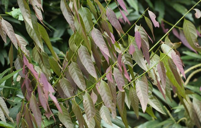 Arhopala eumolphus eumolphus