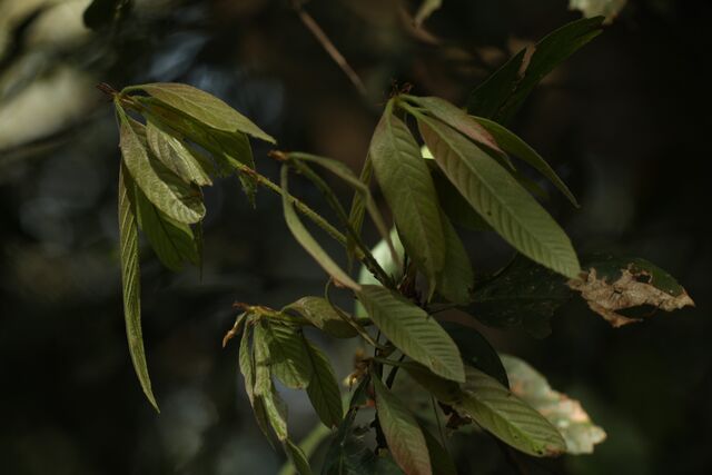 Callenya melaena melaena